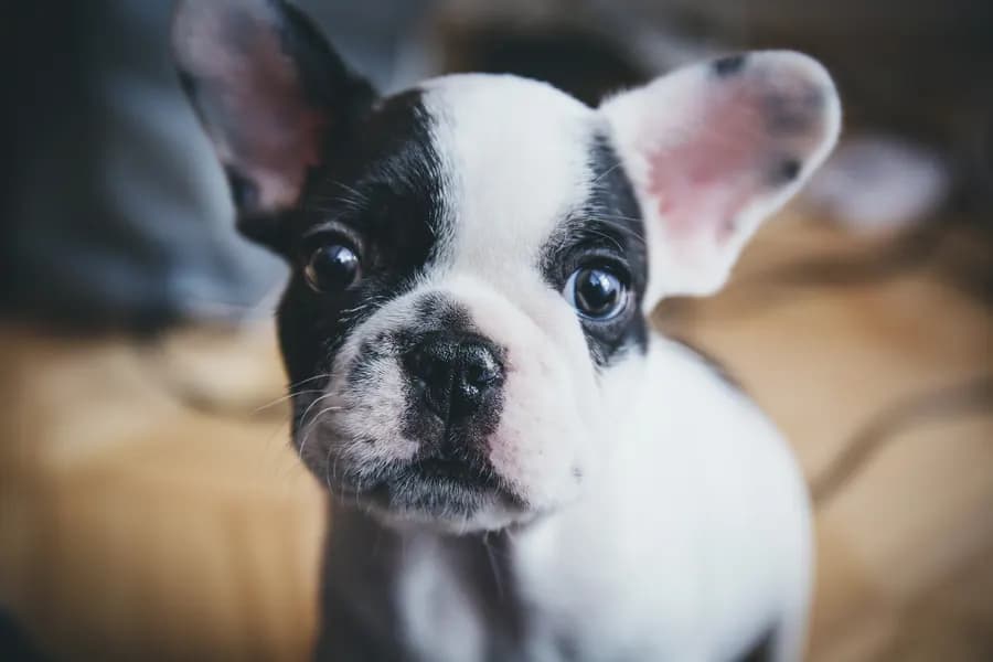 A black and white French bulldog puppy