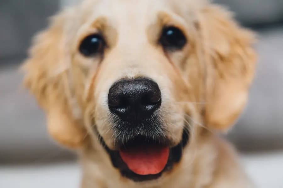 A smiling golden retriever up close