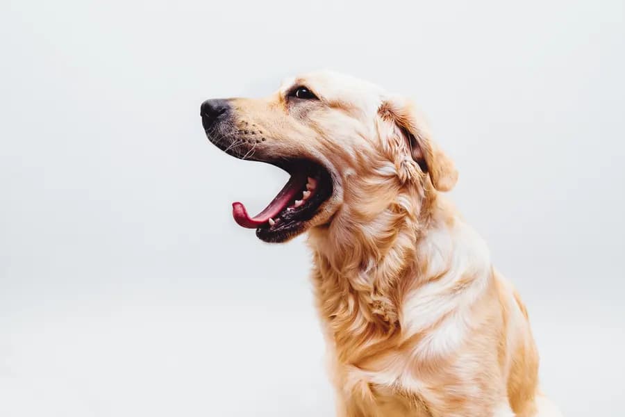 A golden retriever mid-yawn