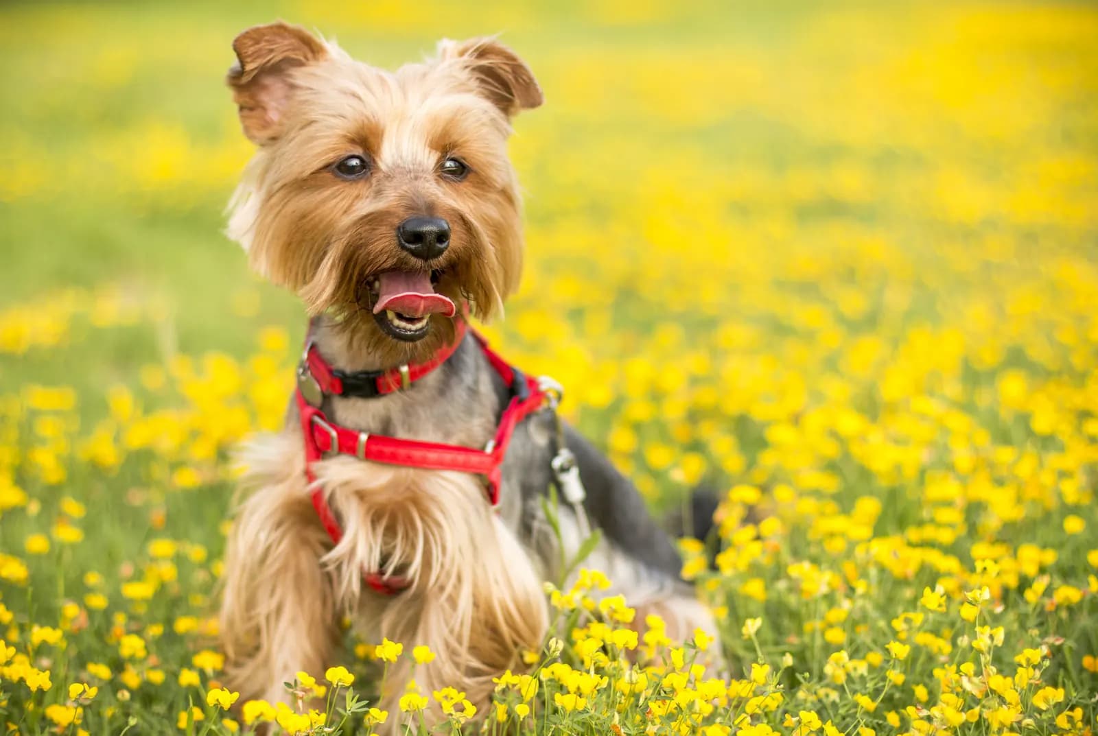 A happy Yorkshire terrier in a red harness sitting in a field of yellow flowers